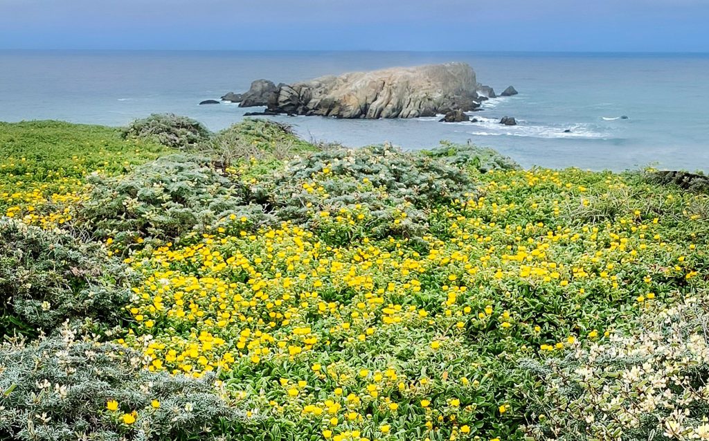 San Francisco Bay Area psychiatrist